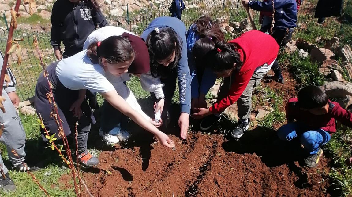 Yaylacık Ortaokulu Bahçesi öğrencilerimizin toprakla buluşturduğu tohumlarla renklendi
